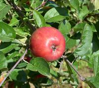 Æblesort Gråsten Crimson